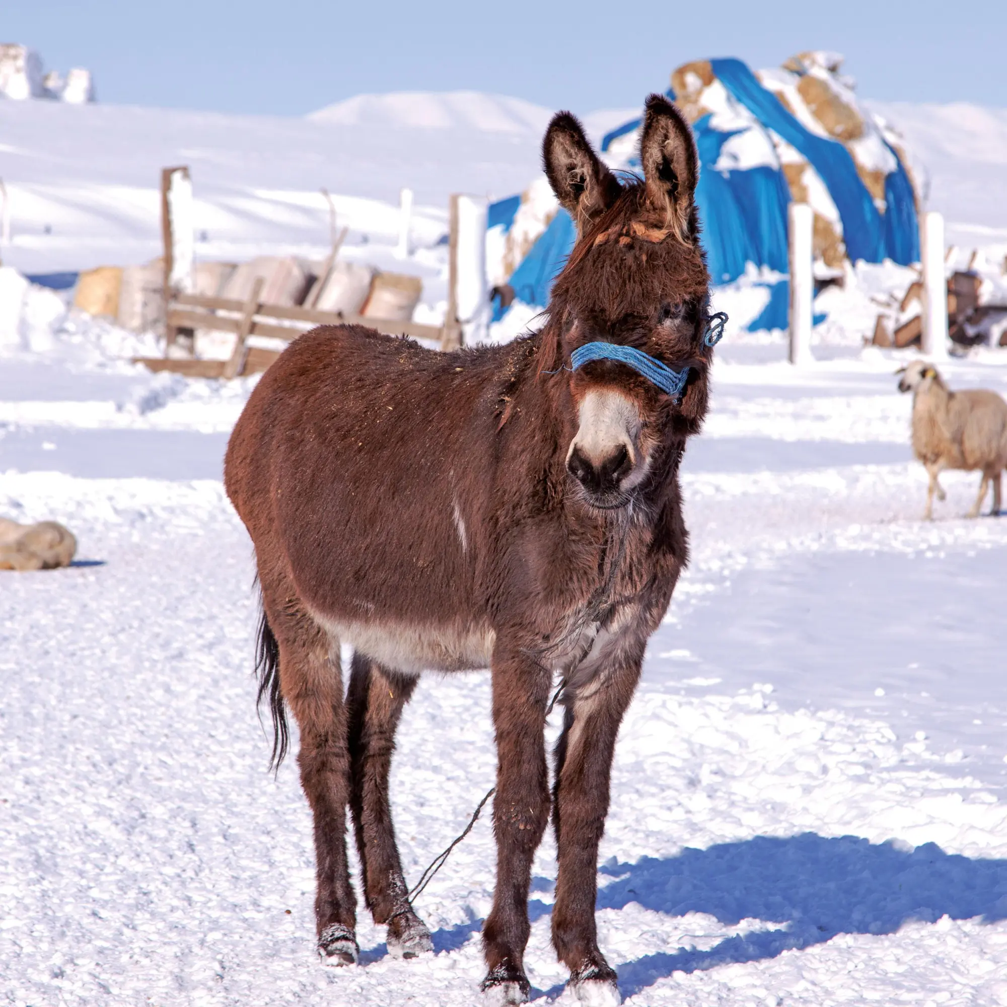 Bild: 9783959295871 | Esel/Donkey 2026 | Kalender 2026 | Kalender | Artwork Edition | 28 S.