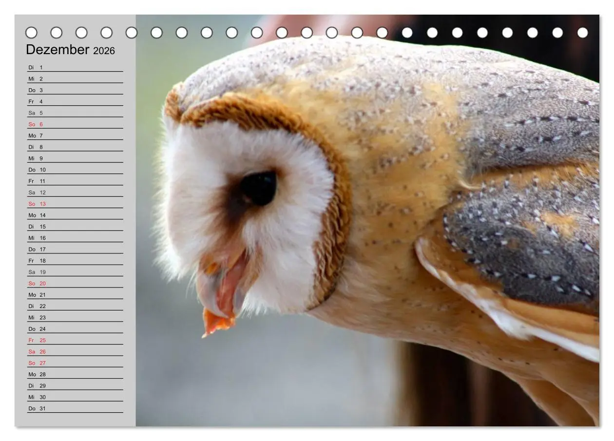 Bild: 9783457996171 | Eulen. Gefiederte Weisheit (Tischkalender 2026 DIN A5 quer),...