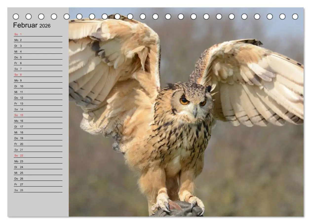 Bild: 9783457996171 | Eulen. Gefiederte Weisheit (Tischkalender 2026 DIN A5 quer),...