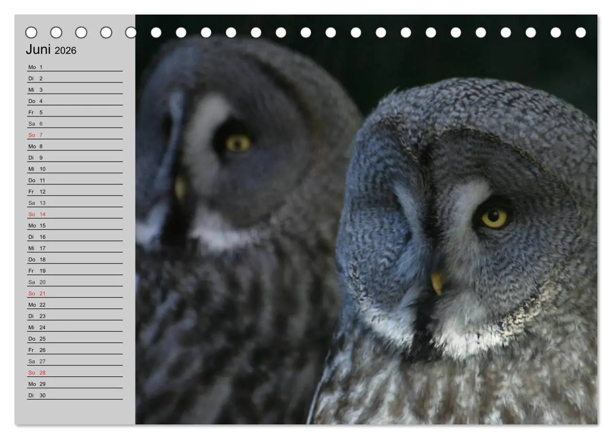 Bild: 9783457996171 | Eulen. Gefiederte Weisheit (Tischkalender 2026 DIN A5 quer),...