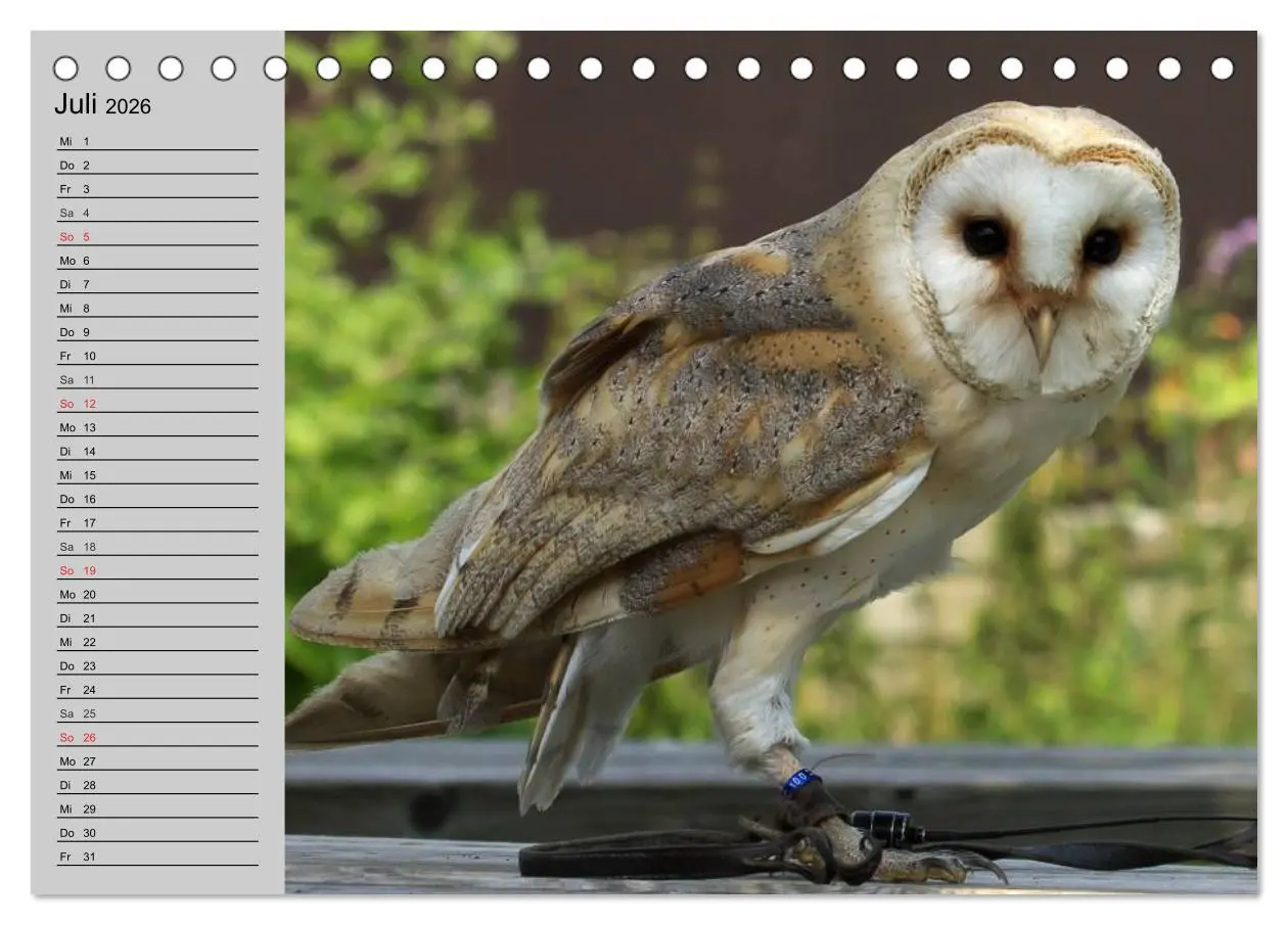 Bild: 9783457996171 | Eulen. Gefiederte Weisheit (Tischkalender 2026 DIN A5 quer),...