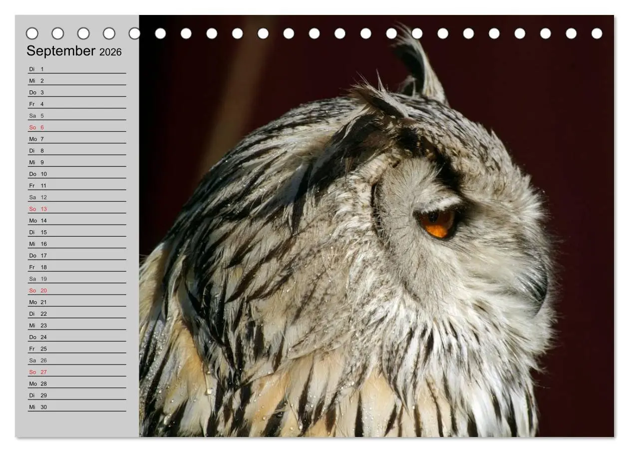 Bild: 9783457996171 | Eulen. Gefiederte Weisheit (Tischkalender 2026 DIN A5 quer),...