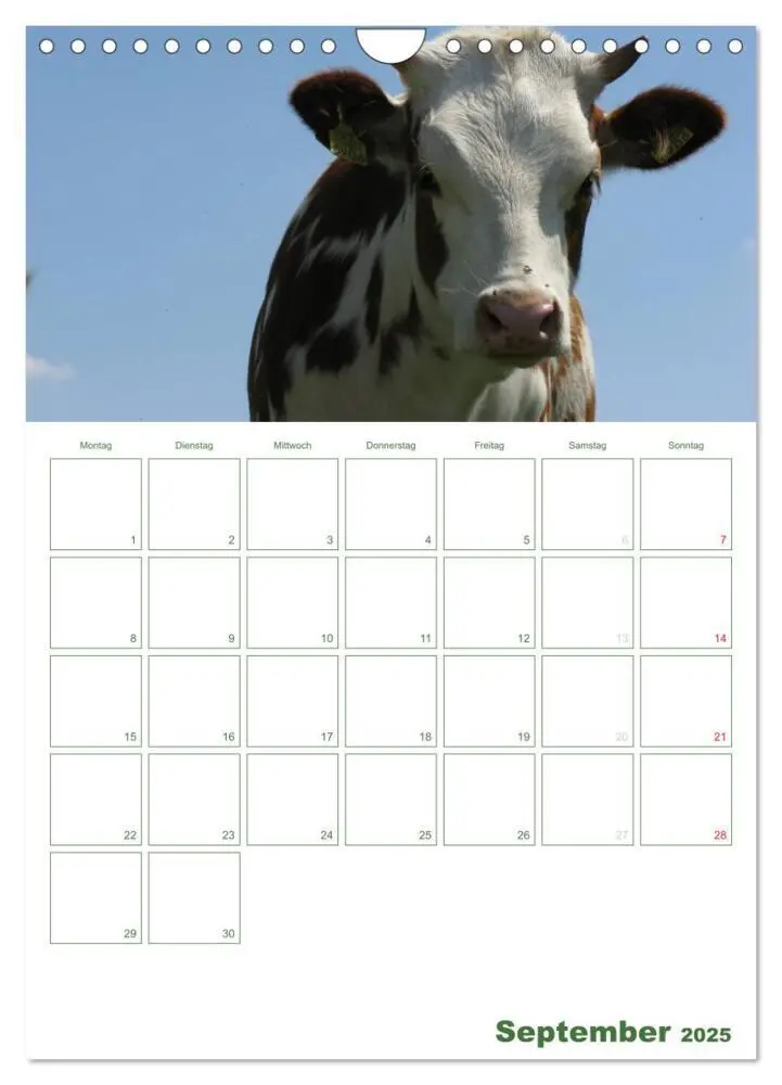Bild: 9783457056271 | Kuhle Kühe 2025 (Wandkalender 2025 DIN A4 hoch), CALVENDO...