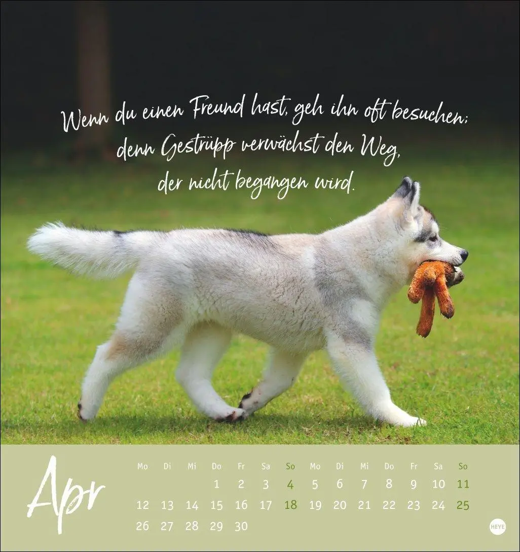 Bild: 9783756416271 | Ziemlich beste Freunde Postkartenkalender 2027 - Für immer dein | Heye