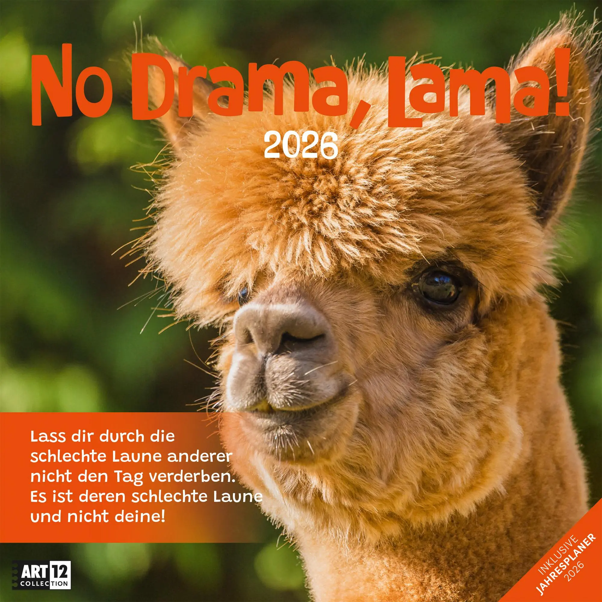 Cover: 9783838446271 | No Drama, Lama Broschürenkalender 2026 - 30x30 - Art12 | GmbH | 28 S.