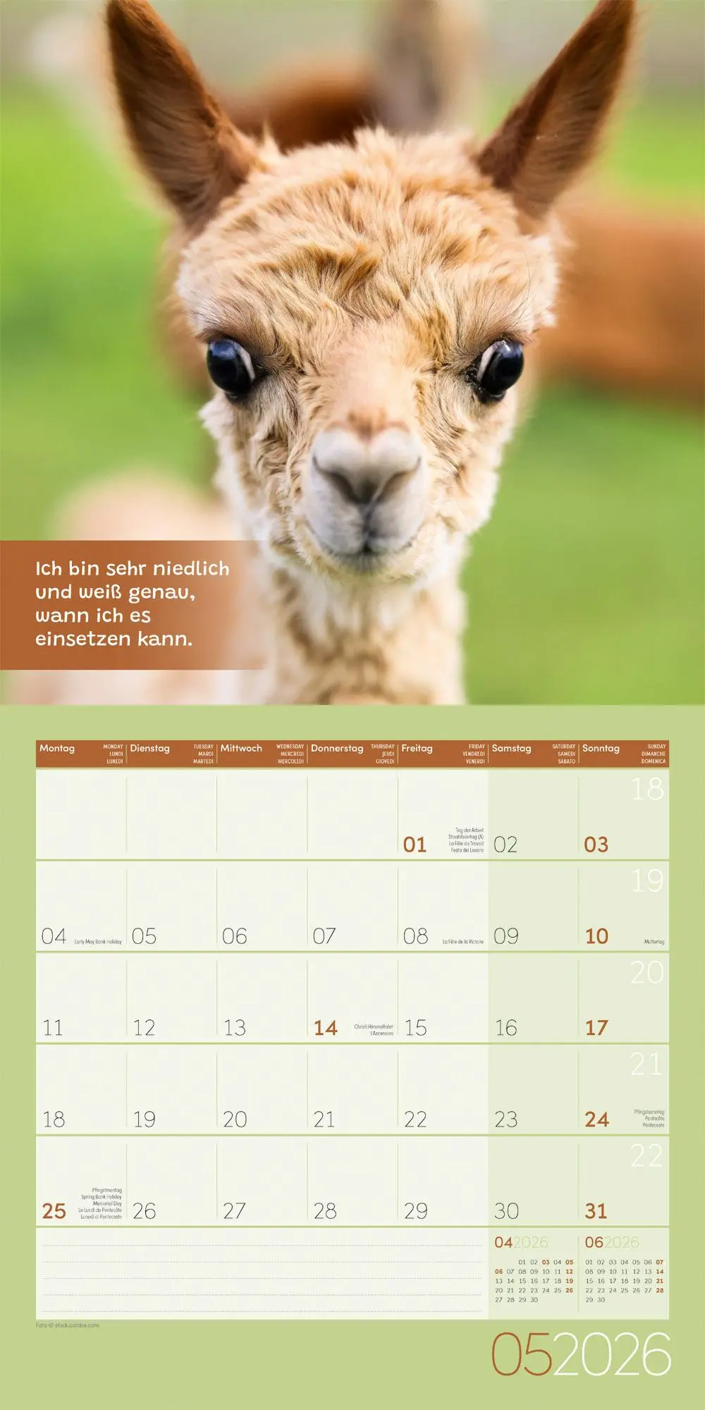 Bild: 9783838446271 | No Drama, Lama Broschürenkalender 2026 - 30x30 - Art12 | GmbH | 28 S.