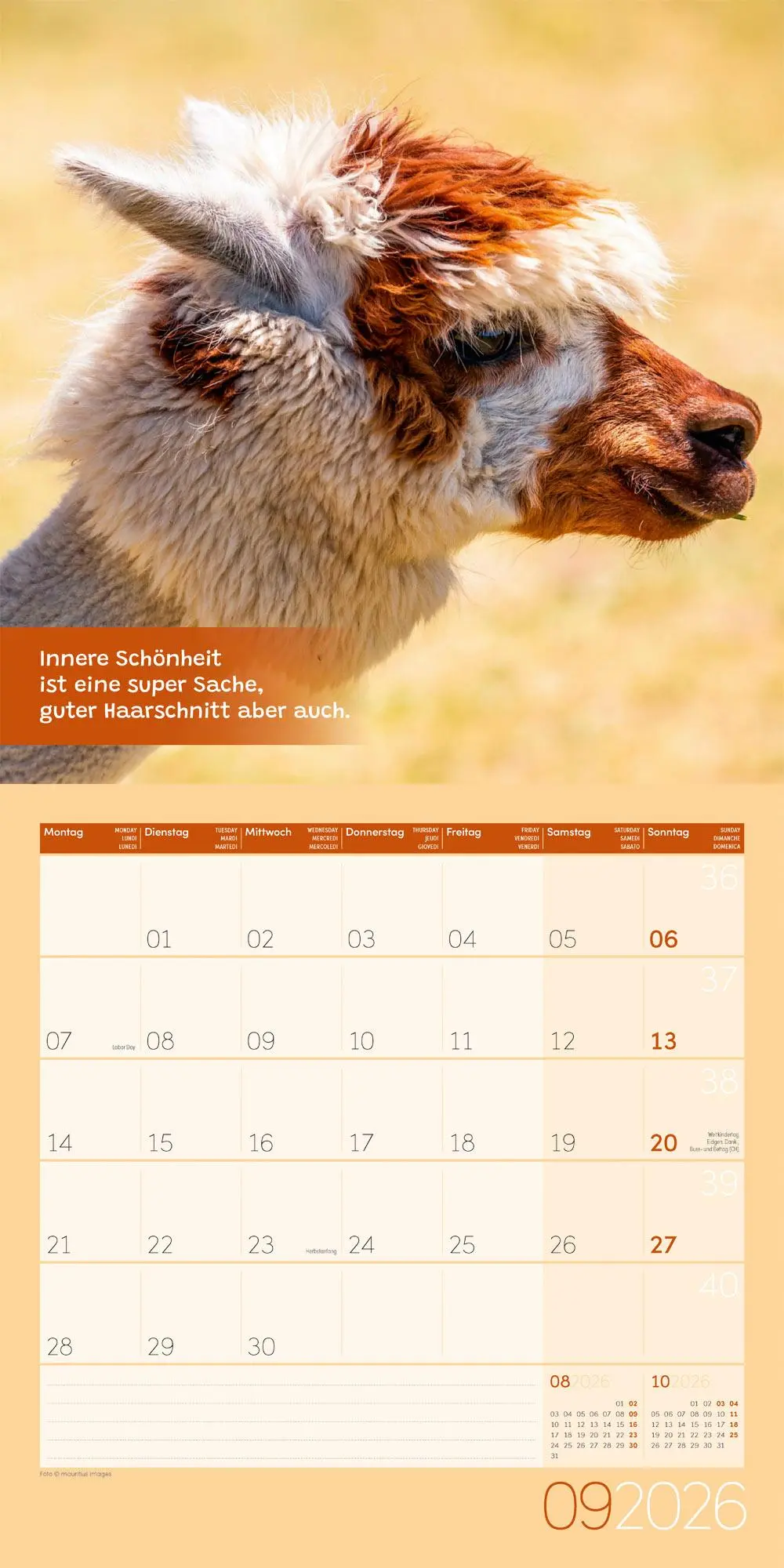 Bild: 9783838446271 | No Drama, Lama Broschürenkalender 2026 - 30x30 - Art12 | GmbH | 28 S.