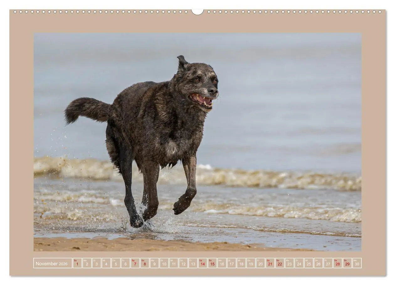 Bild: 9783457416471 | Hunde Action (hochwertiger Premium Wandkalender 2026 DIN A2 quer),...