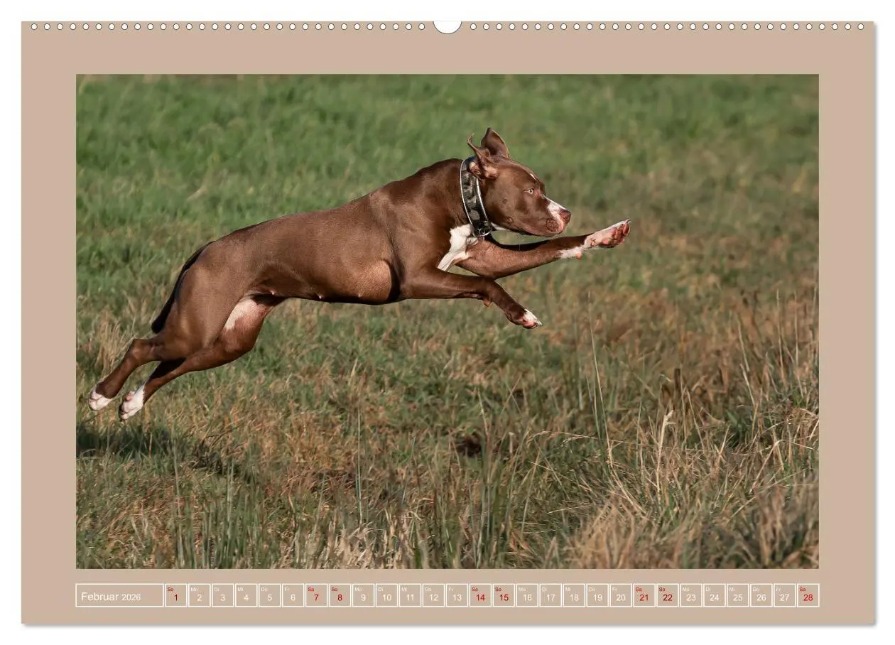 Bild: 9783457416471 | Hunde Action (hochwertiger Premium Wandkalender 2026 DIN A2 quer),...