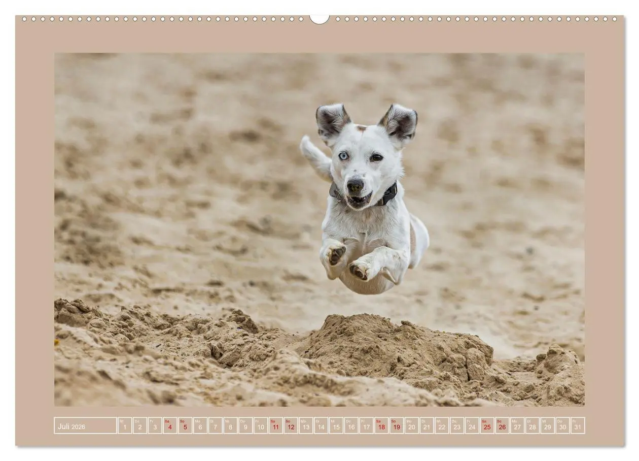 Bild: 9783457416471 | Hunde Action (hochwertiger Premium Wandkalender 2026 DIN A2 quer),...