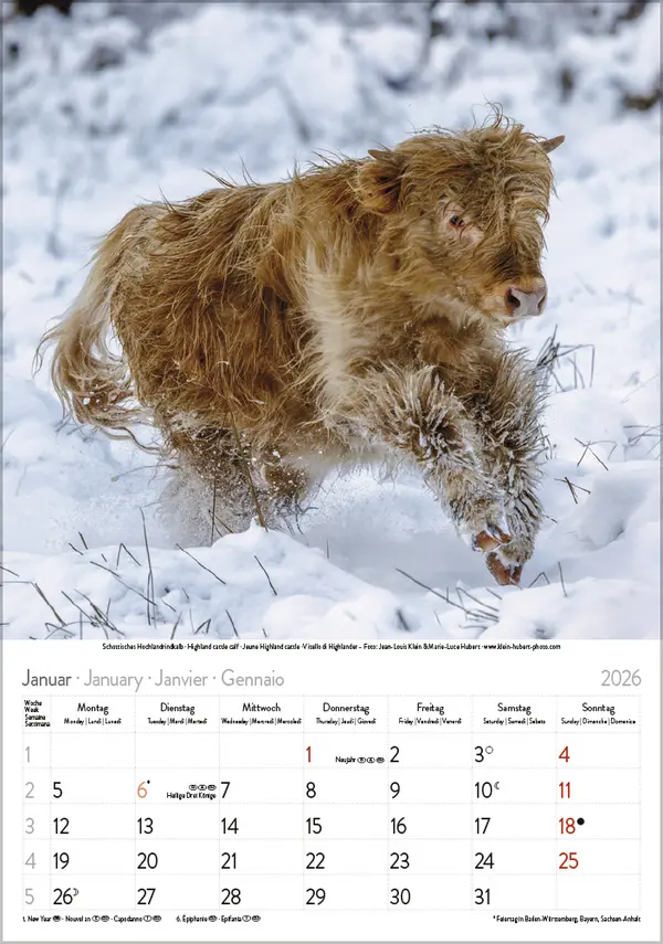 Bild: 9783731886471 | Tierkinder 2026 | Verlag Korsch | Kalender | Spiralbindung | 13 S.