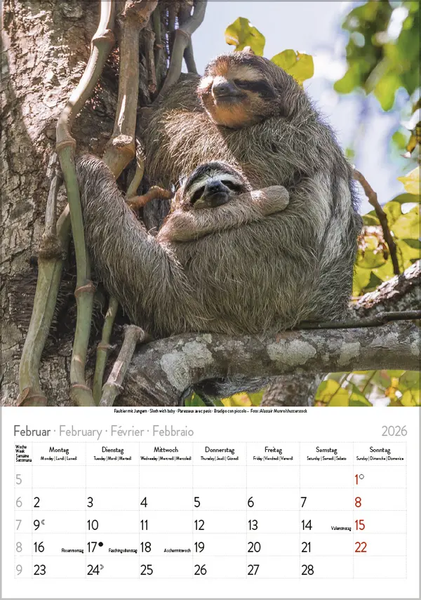 Bild: 9783731886471 | Tierkinder 2026 | Verlag Korsch | Kalender | Spiralbindung | 13 S.