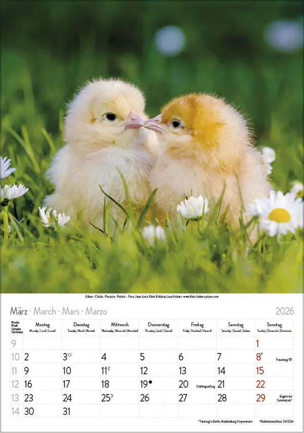 Bild: 9783731886471 | Tierkinder 2026 | Verlag Korsch | Kalender | Spiralbindung | 13 S.