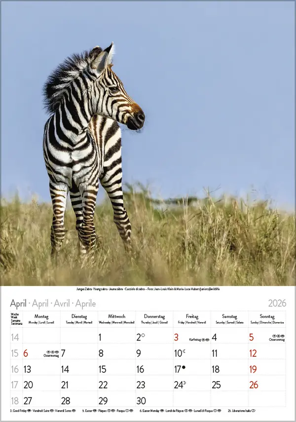 Bild: 9783731886471 | Tierkinder 2026 | Verlag Korsch | Kalender | Spiralbindung | 13 S.