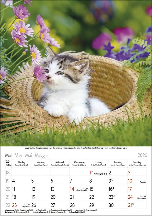 Bild: 9783731886471 | Tierkinder 2026 | Verlag Korsch | Kalender | Spiralbindung | 13 S.