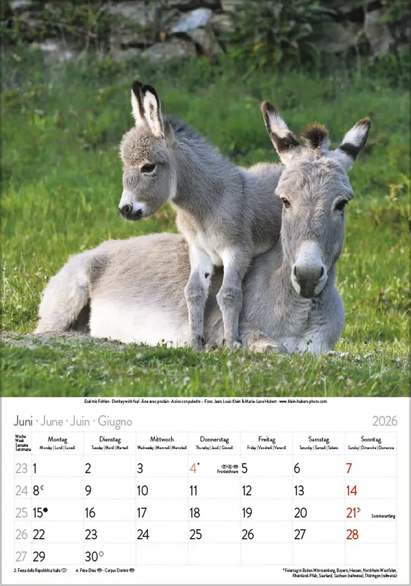Bild: 9783731886471 | Tierkinder 2026 | Verlag Korsch | Kalender | Spiralbindung | 13 S.