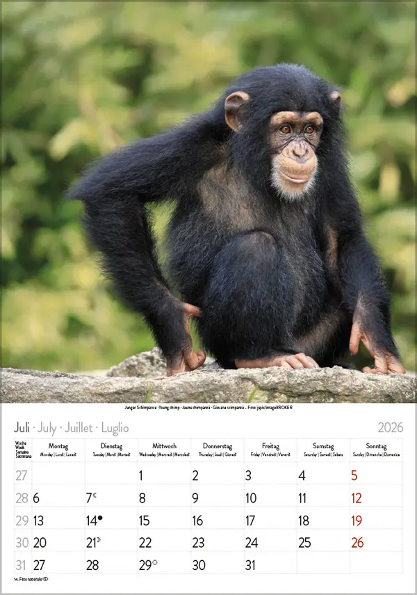 Bild: 9783731886471 | Tierkinder 2026 | Verlag Korsch | Kalender | Spiralbindung | 13 S.