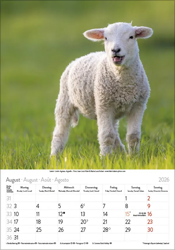 Bild: 9783731886471 | Tierkinder 2026 | Verlag Korsch | Kalender | Spiralbindung | 13 S.