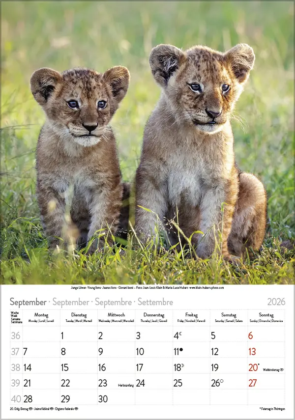 Bild: 9783731886471 | Tierkinder 2026 | Verlag Korsch | Kalender | Spiralbindung | 13 S.
