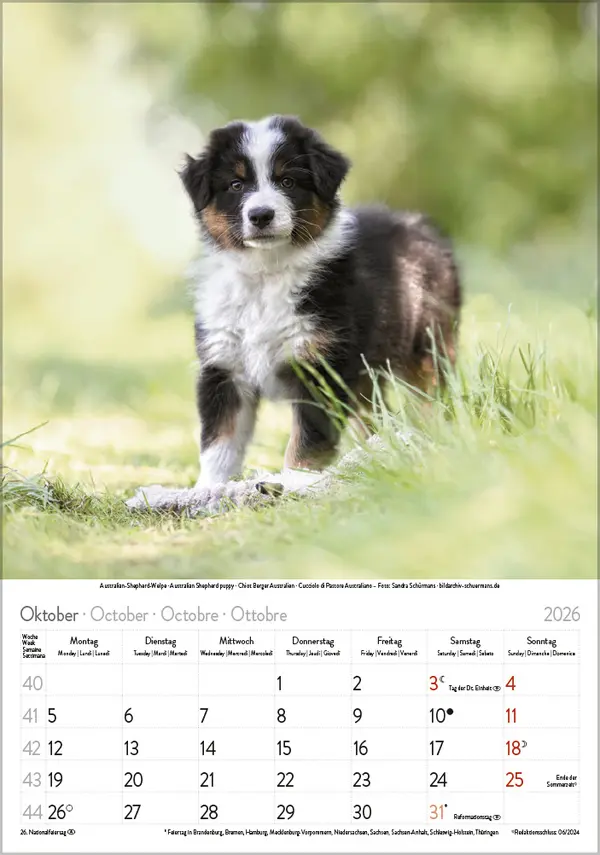 Bild: 9783731886471 | Tierkinder 2026 | Verlag Korsch | Kalender | Spiralbindung | 13 S.
