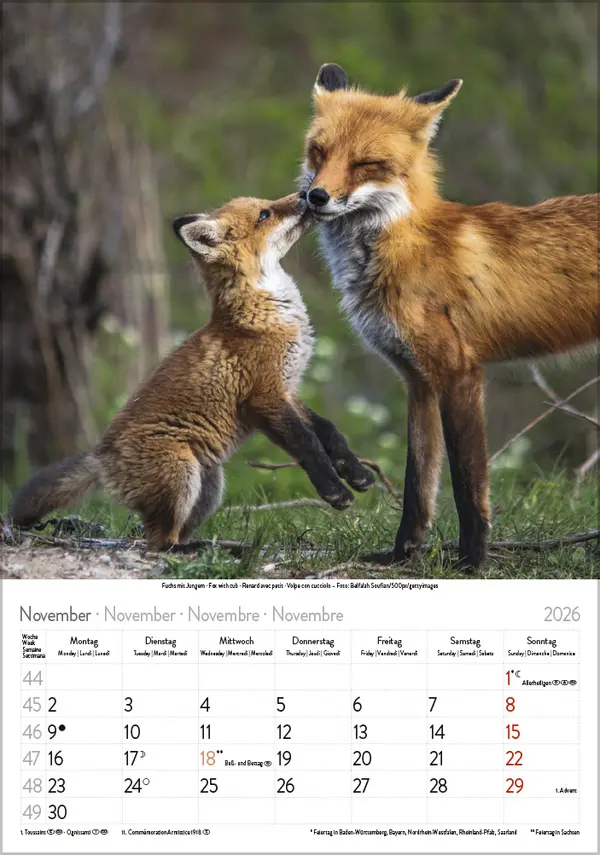Bild: 9783731886471 | Tierkinder 2026 | Verlag Korsch | Kalender | Spiralbindung | 13 S.