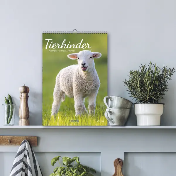 Bild: 9783731886471 | Tierkinder 2026 | Verlag Korsch | Kalender | Spiralbindung | 13 S.