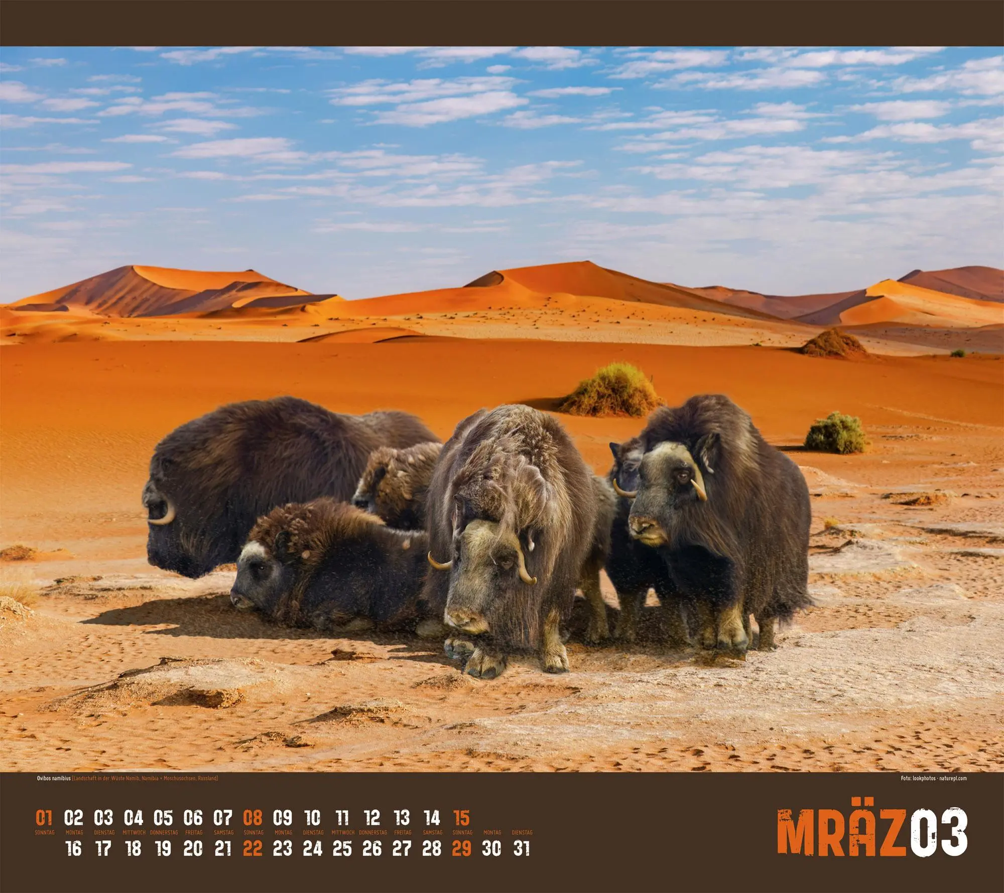 Bild: 9783838426471 | Verrückte Welt Kalender 2026 | Ackermann Kunstverlag GmbH | Kalender