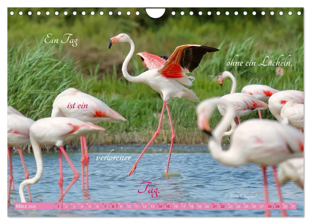 Bild: 9783457326671 | The Power Of Pink (Wandkalender 2026 DIN A4 quer), CALVENDO...