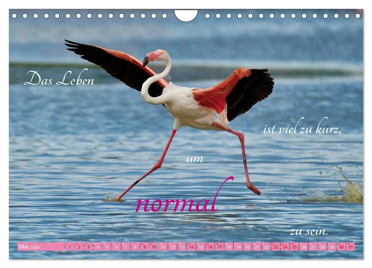 Bild: 9783457326671 | The Power Of Pink (Wandkalender 2026 DIN A4 quer), CALVENDO...