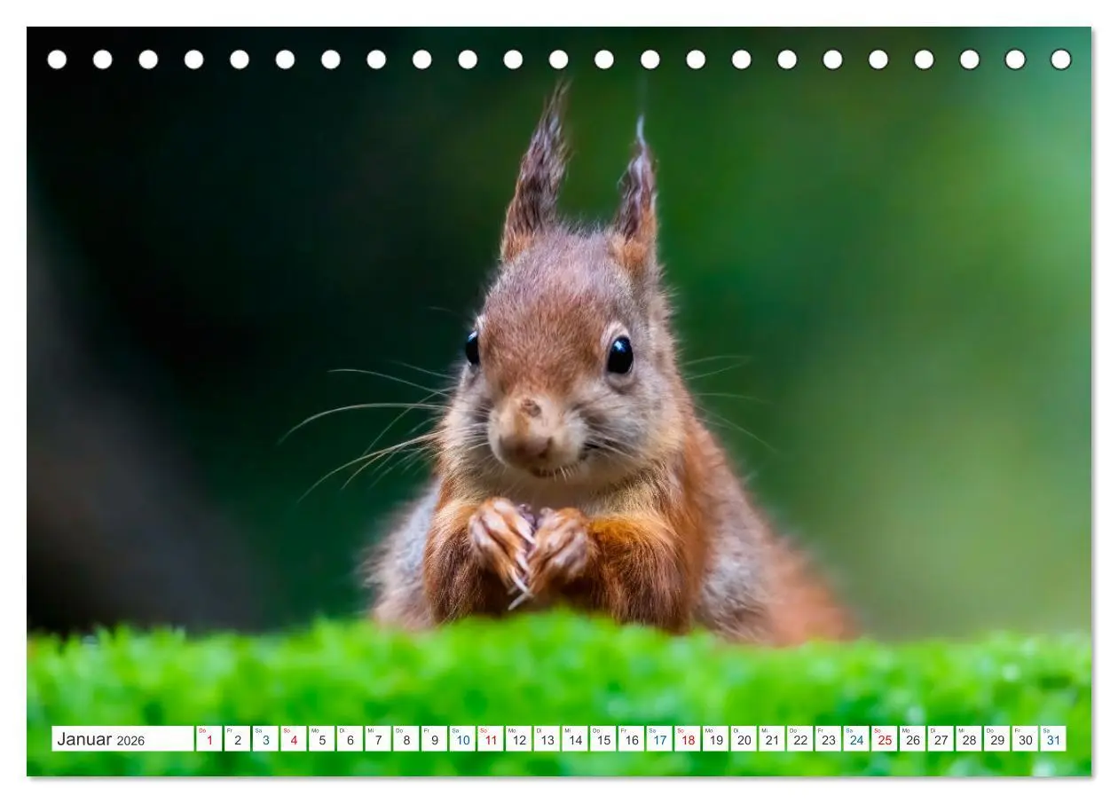 Bild: 9783457566671 | Ein Jahr voller Hörnchen (Tischkalender 2026 DIN A5 quer), CALVENDO...