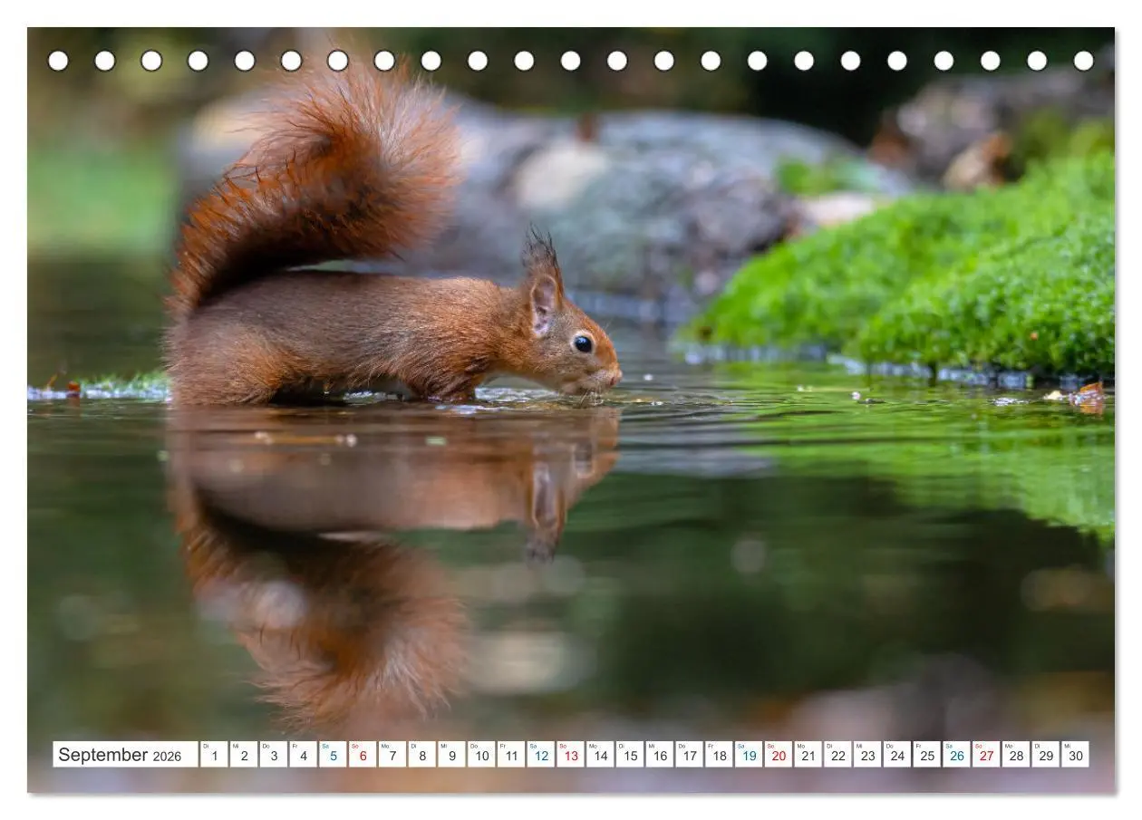 Bild: 9783457566671 | Ein Jahr voller Hörnchen (Tischkalender 2026 DIN A5 quer), CALVENDO...