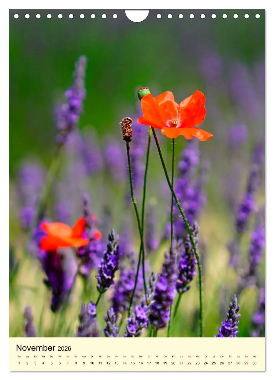 Bild: 9783516346671 | Provence Lavendel Paradies (Wandkalender 2026 DIN A4 hoch),...