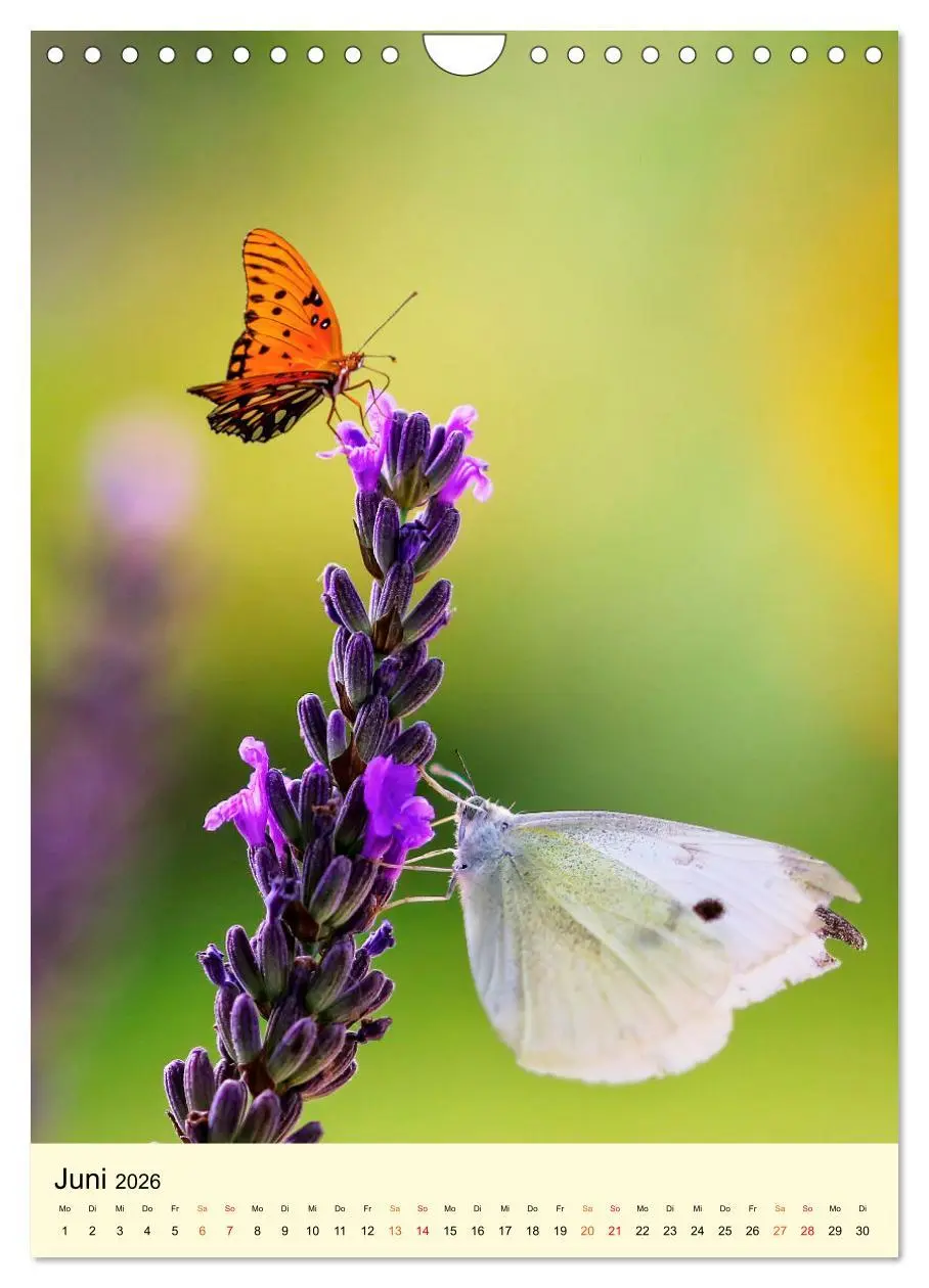 Bild: 9783516346671 | Provence Lavendel Paradies (Wandkalender 2026 DIN A4 hoch),...