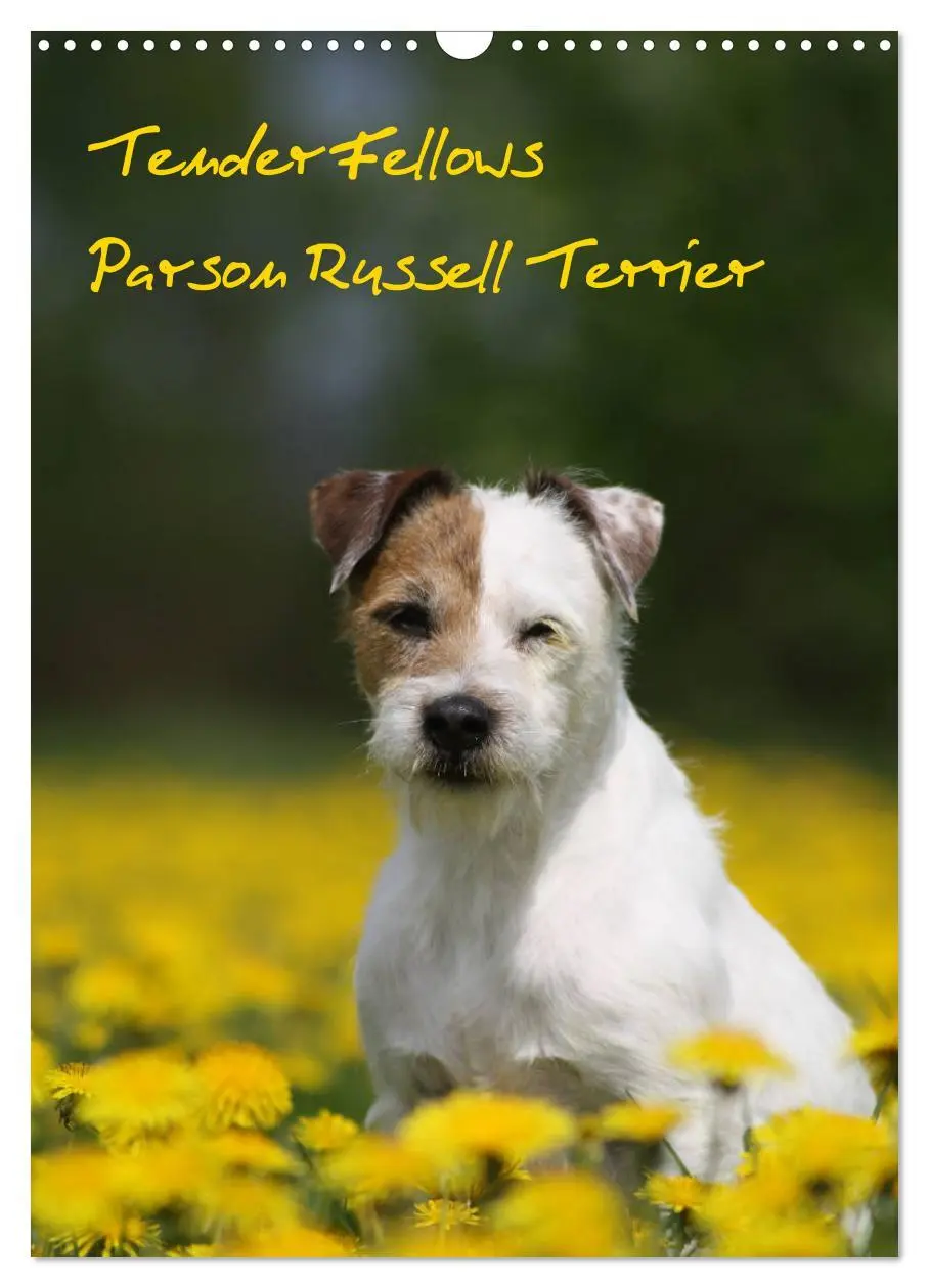 Cover: 9783516416671 | Tender Fellows - Parson Russell Terrier (Wandkalender 2026 DIN A3...