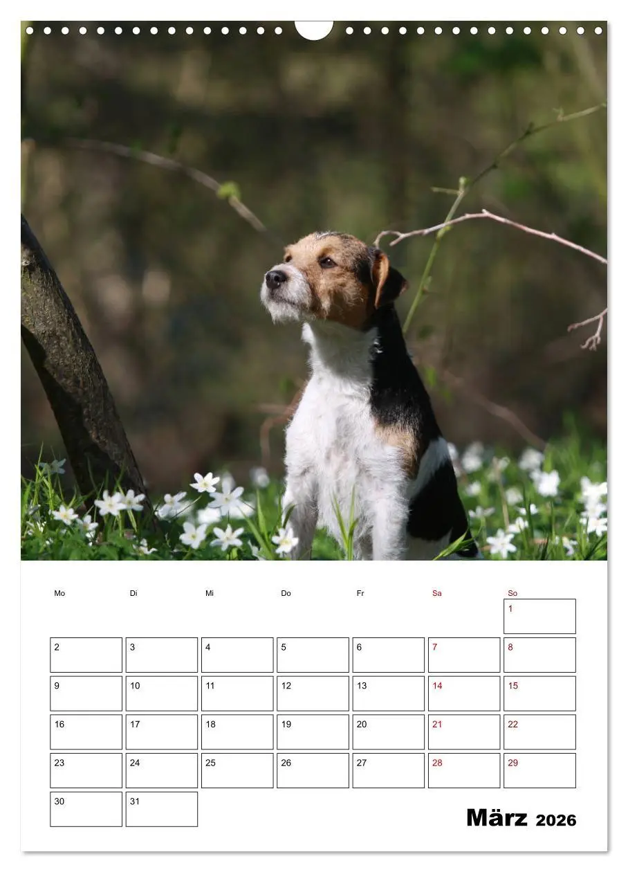 Bild: 9783516416671 | Tender Fellows - Parson Russell Terrier (Wandkalender 2026 DIN A3...