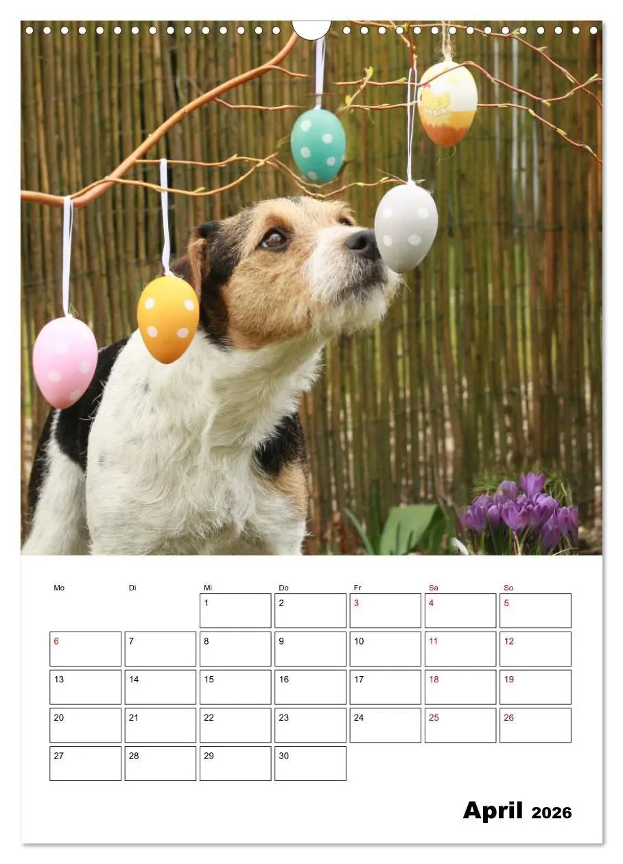 Bild: 9783516416671 | Tender Fellows - Parson Russell Terrier (Wandkalender 2026 DIN A3...