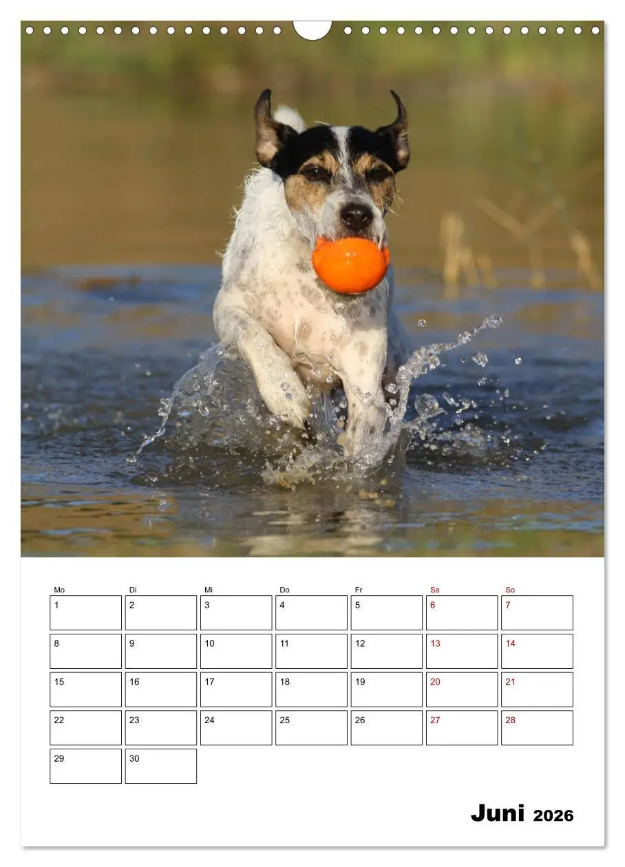 Bild: 9783516416671 | Tender Fellows - Parson Russell Terrier (Wandkalender 2026 DIN A3...