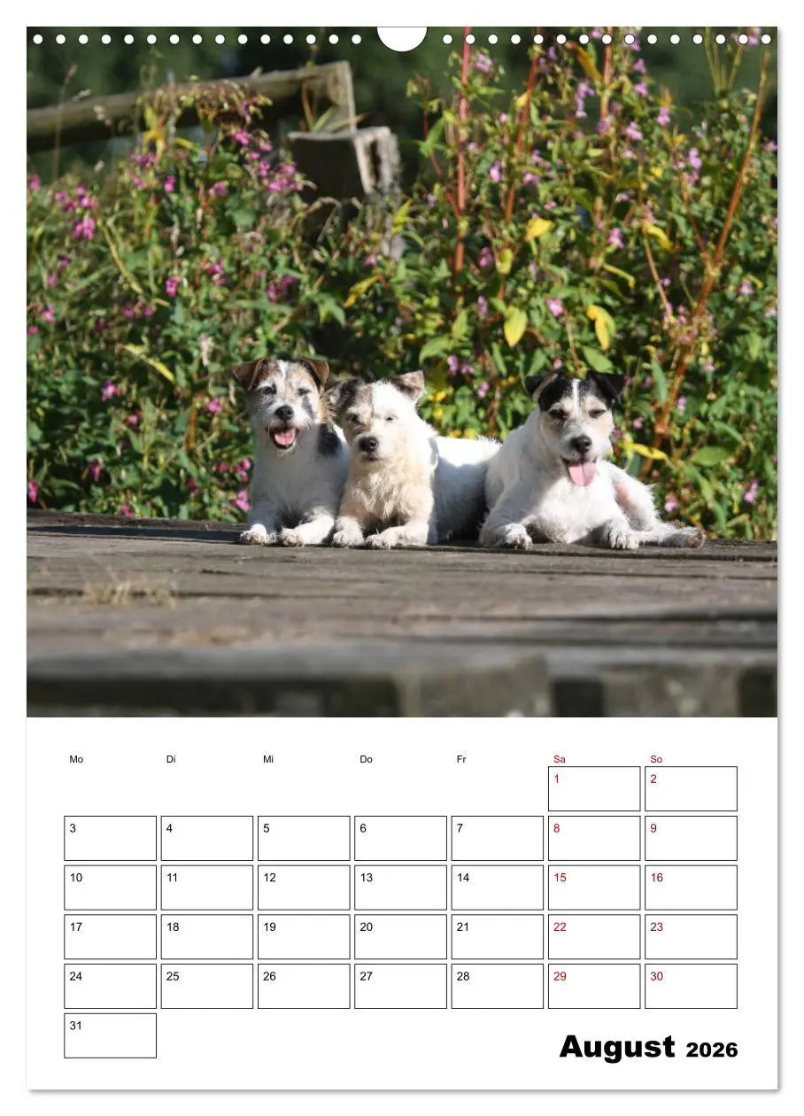 Bild: 9783516416671 | Tender Fellows - Parson Russell Terrier (Wandkalender 2026 DIN A3...