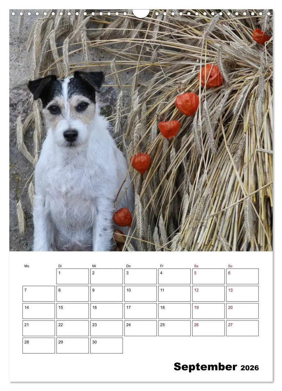 Bild: 9783516416671 | Tender Fellows - Parson Russell Terrier (Wandkalender 2026 DIN A3...