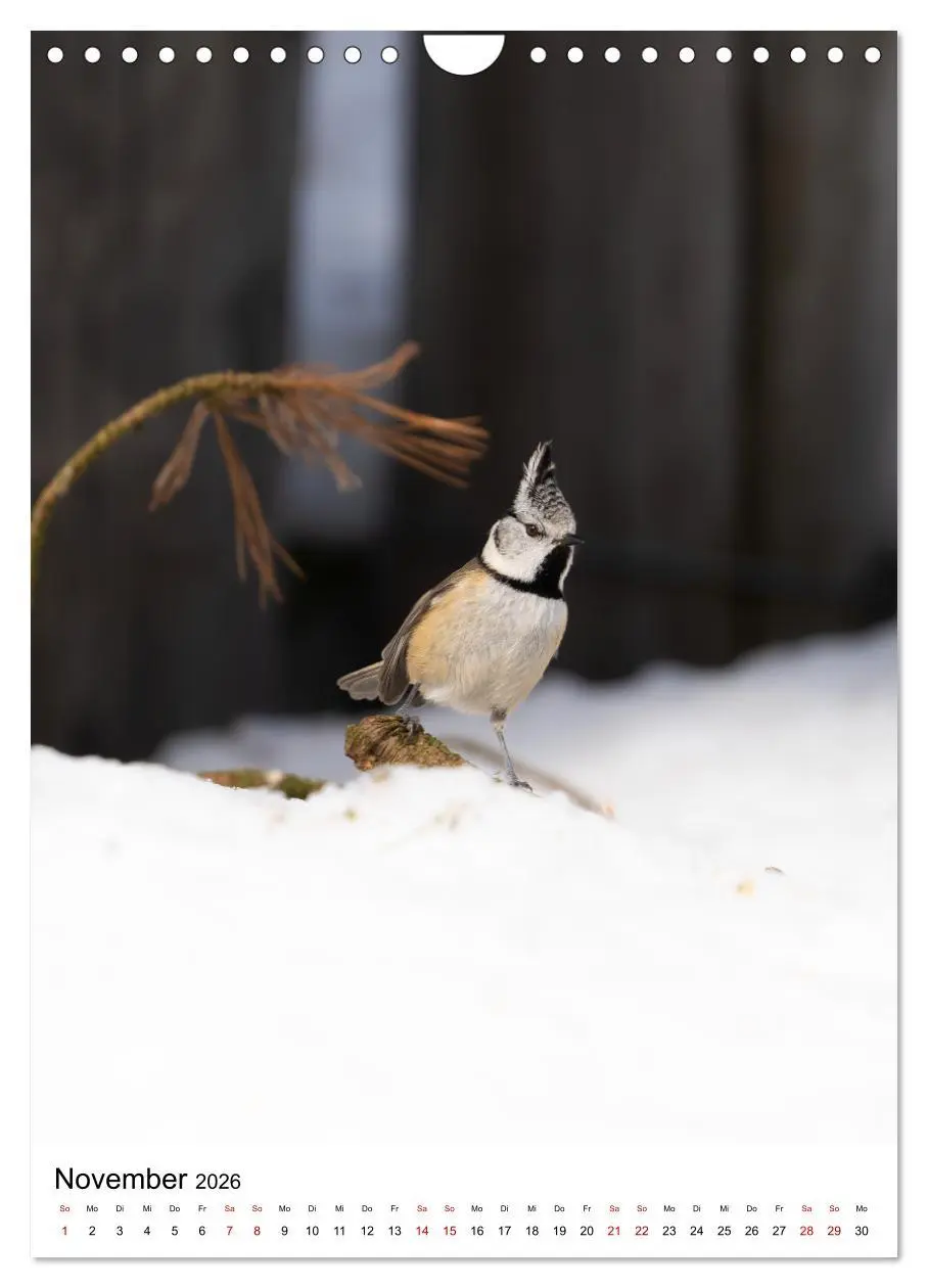Bild: 9783516336771 | Heimische Vögel in Ihren Gärten (Wandkalender 2026 DIN A4 hoch),...