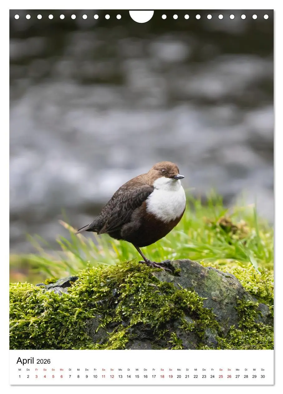Bild: 9783516336771 | Heimische Vögel in Ihren Gärten (Wandkalender 2026 DIN A4 hoch),...