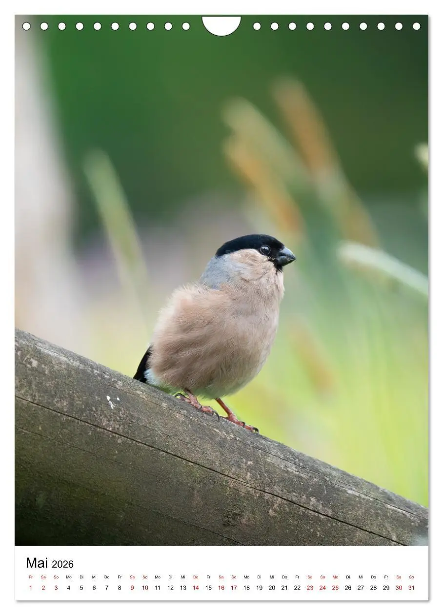 Bild: 9783516336771 | Heimische Vögel in Ihren Gärten (Wandkalender 2026 DIN A4 hoch),...
