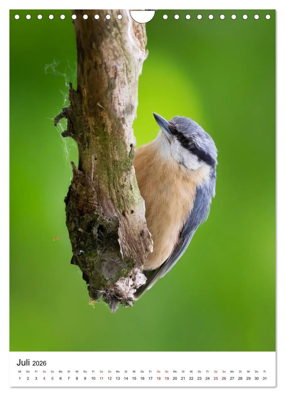 Bild: 9783516336771 | Heimische Vögel in Ihren Gärten (Wandkalender 2026 DIN A4 hoch),...