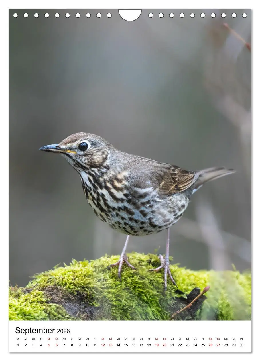 Bild: 9783516336771 | Heimische Vögel in Ihren Gärten (Wandkalender 2026 DIN A4 hoch),...