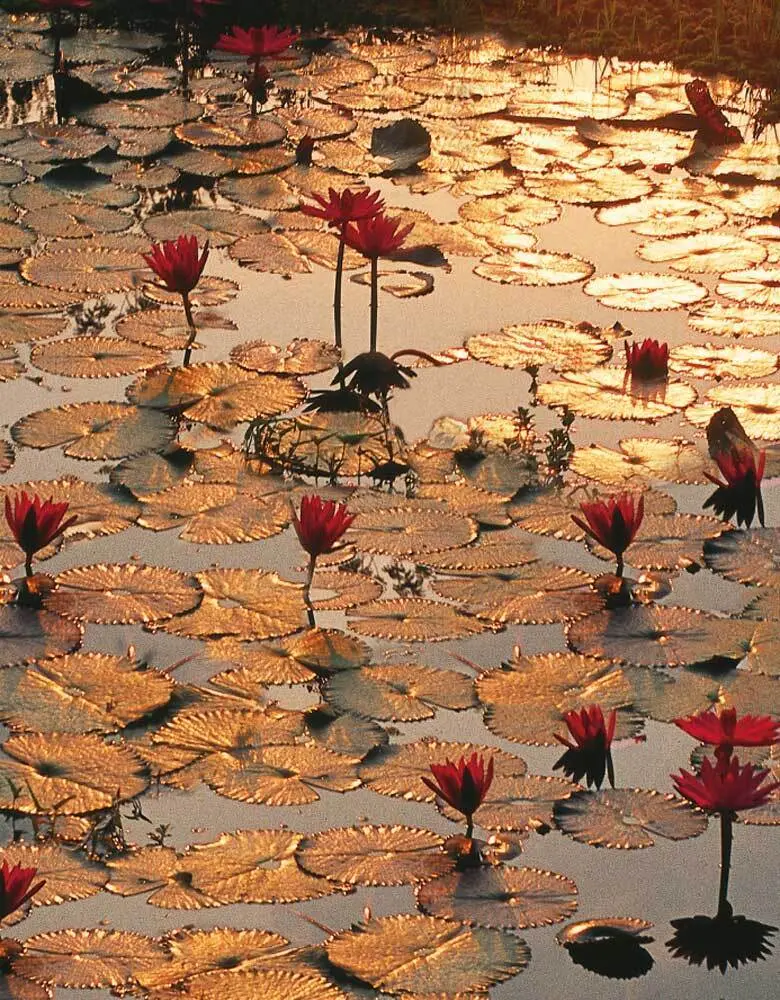 Cover: 9783897896871 | Lotus Pond | Blankbook | Tushita-Verlag | Buch | 144 S. | Deutsch