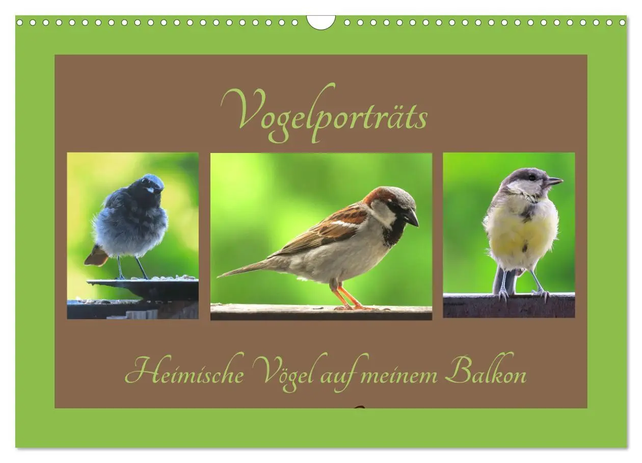 Cover: 9783457776971 | Vogelporträts - Heimische Vögel auf meinem Balkon (Wandkalender...