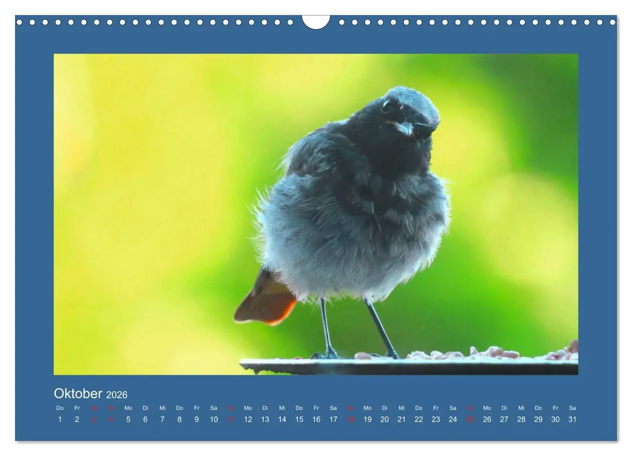 Bild: 9783457776971 | Vogelporträts - Heimische Vögel auf meinem Balkon (Wandkalender...