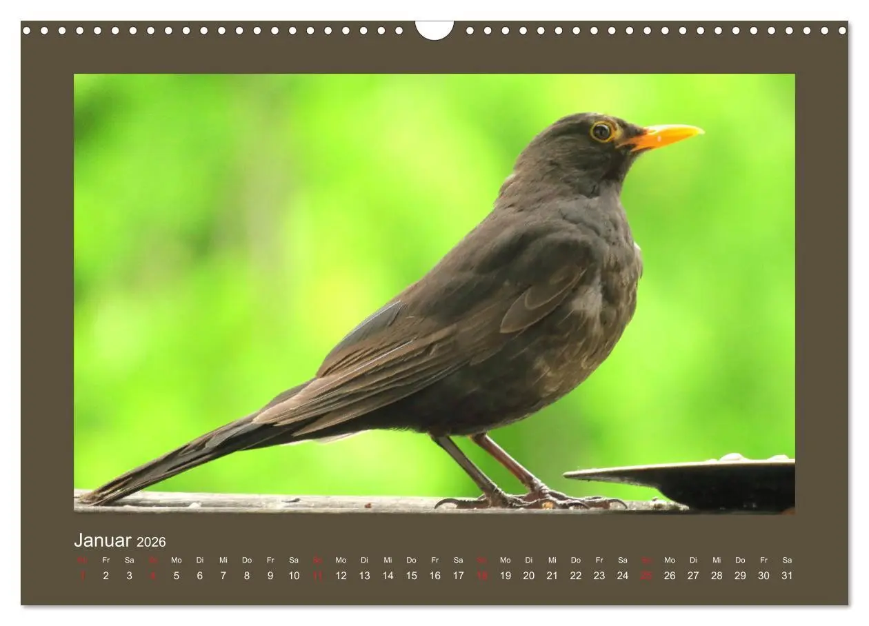 Bild: 9783457776971 | Vogelporträts - Heimische Vögel auf meinem Balkon (Wandkalender...
