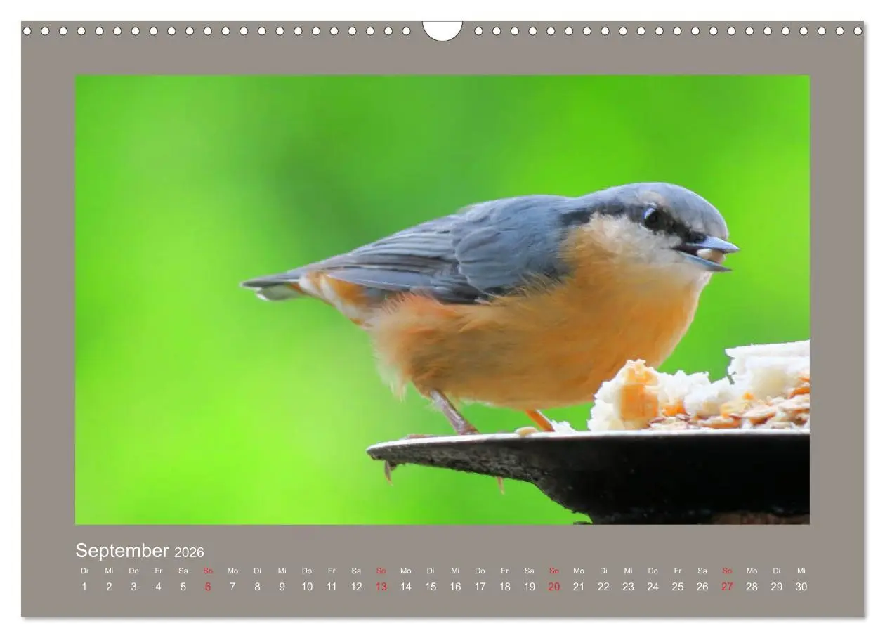 Bild: 9783457776971 | Vogelporträts - Heimische Vögel auf meinem Balkon (Wandkalender...