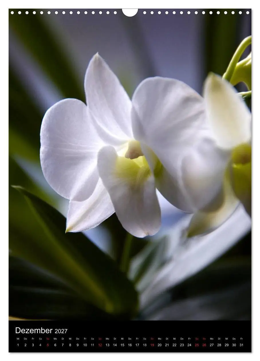 Bild: 9783594226971 | Faszination Orchideen (Wandkalender 2027 DIN A3 hoch), CALVENDO...